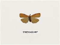 藏品(燈蛾科)的圖片